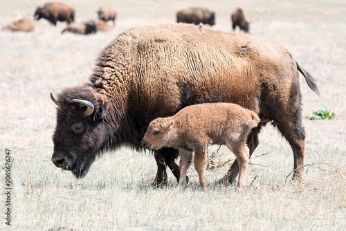 American Bison with Calf