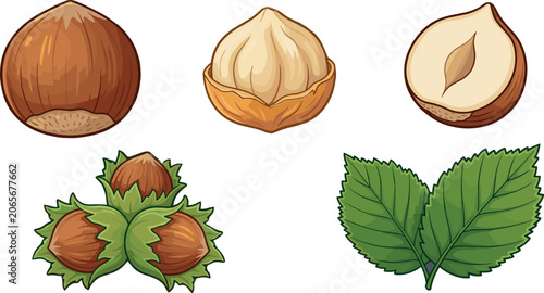 Photos Organic Hazelnut Vector Element Set with Whole Shell Peeled Kernels Cut Half and