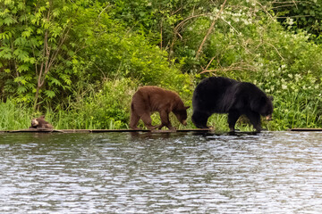 American black bear sow with two cinnamon cubs walking along a marsh at Minnekhada Regional Park Coquitlam British Columbia Canada