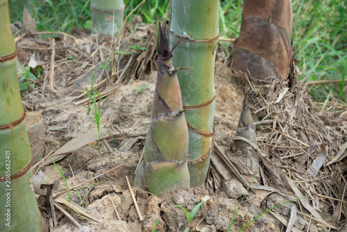 Bamboo shoots are sprouting from the bamboo clumps during the rainy season when the soil is moist.