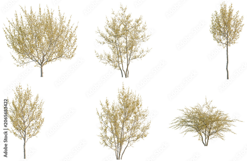 Fototapeta premium Set of Cornus mas tree, elevation, front view, cutout, transparent background, isolate, Six different trees on a transparent background for design and landscaping projects.