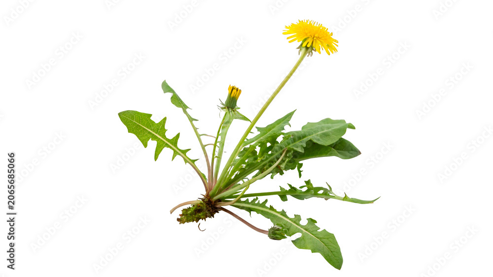 Fototapeta premium Fresh wild green dandelion plant with yellow flower blossom root isolated on transparent background cut out
