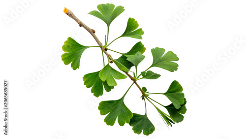 Tableau sur toile Green ginkgo biloba tree branch with fan shaped leaves isolated on transparent b