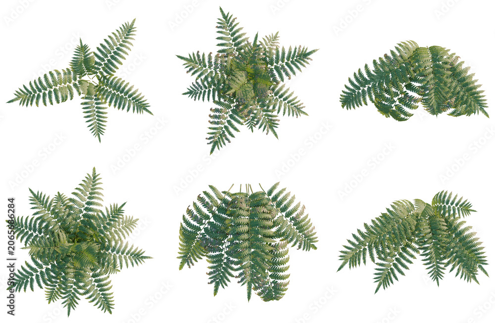 Obraz premium Set of Cibotium barometz tree plan, top view, cutout, transparent background, isolate, Detailed fern leaf illustrations for botanical designs, floral patterns, natural backgrounds.