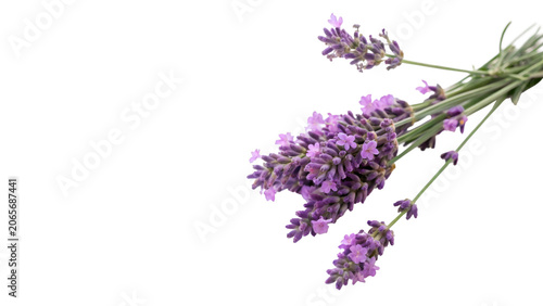 Obraz na plátně Fresh branch of aromatic purple lavender flowers with stems isolated on transpar