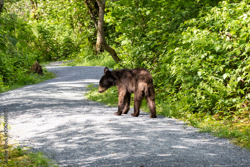 Schilderij op canvas Black bear cub standing on a gravel trail in Minnekhada Regional Park Coquitlam