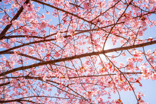cherry blossom sakura in spring in in Tokyo, Japan.