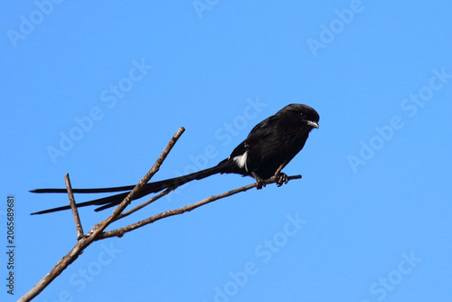 Foto Elsterwürger / Long-tailed shrike or Magpie shrike / Urolestes melanoleucus