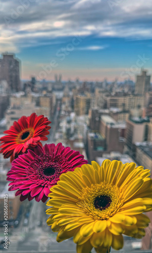 Quadro su tela Barberton daisy in close up, in front of window