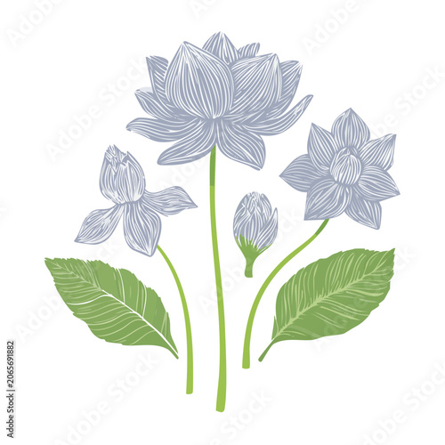 Line art illustration of lotus flowers and leaves