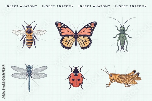 Set of six detailed insect including a bee, butterfly, grasshopper, dragonfly, ladybug, and cricket on a light grid background