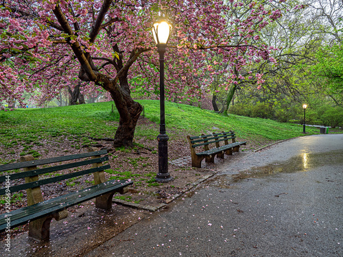 Central Park in spring, early morning, after rain
