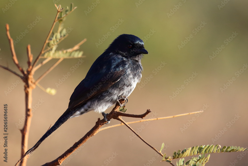 Obraz premium Gabelschwanzdrongo / Fork-tailed drongo / Dicrurus adsimilis