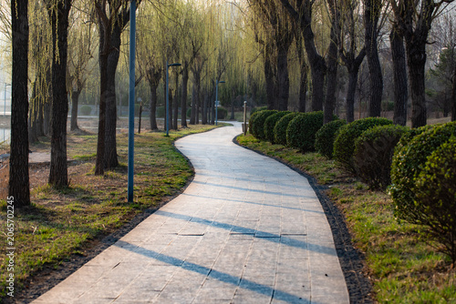 Winding Path Lined with Spring Willows, Serene Lakeside Tree-lined Trail