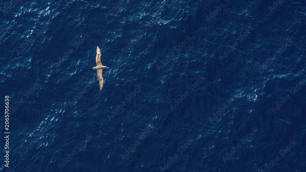 Obraz premium Aerial view of a lone seabird gliding over deep blue rippled ocean, showcasing a wide wingspan and minimalist open-sea composition