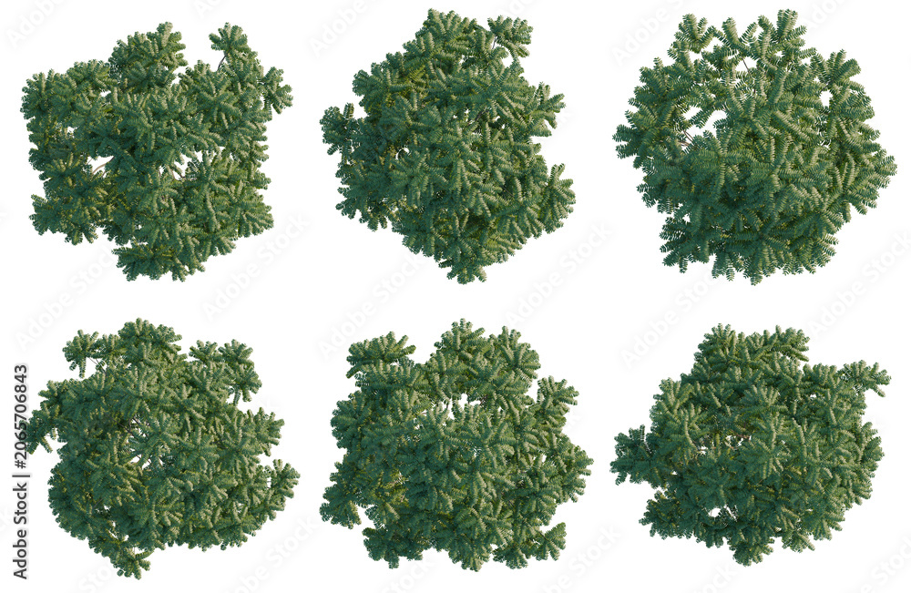 Obraz premium Set of Ailanthus altissima tree plan, top view, cutout, transparent background, isolate, Collection of Evergreen Trees - Perfect for Landscape Design and Architectural Visualization