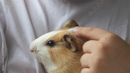 Child gently stroking a cute guinea pig. Kid petting a domestic rodent pet at home.