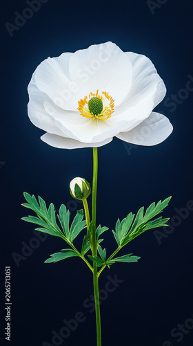 Minimalist white flower on dark background with simple elegant composition.