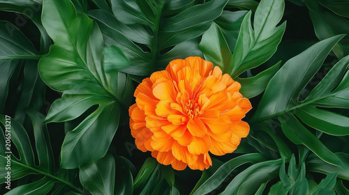 Orange marigold flower amid lush tropical rain and dark green foliage, dramatic light.