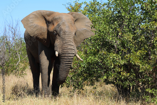 Photography Afrikanischer Elefant / African elephant / Loxodonta africana