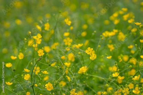 Fotografia Like scattered drops of sunshine across the meadow, countless buttercups dance above the grasses