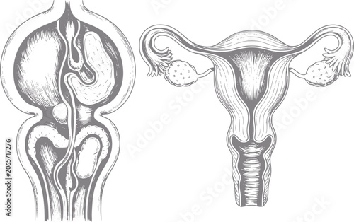 Fotografie Anatomical of female reproductive system and urinary tract