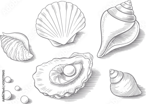 Tableau sur toile Vintage of various seashells and pearls on a white background