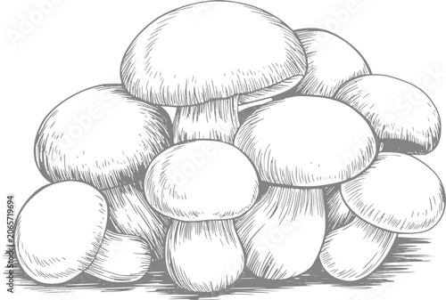 Fotografie Vintage of a cluster of delicious porcini mushrooms