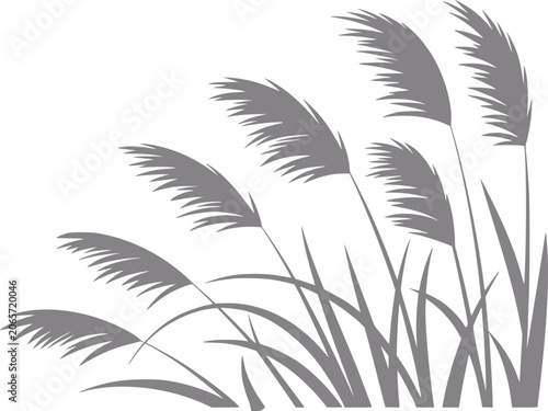 Canvastavla Silhouette of reeds swaying in the wind against a white background