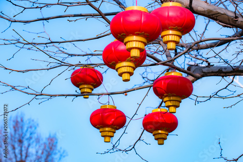 Red lanterns hang on bare branches, greeting early spring warmly