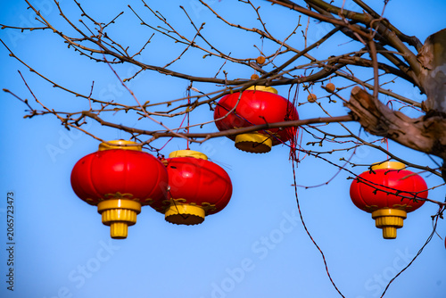 Red lanterns hang on bare branches, greeting early spring warmly