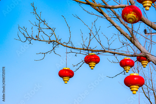 Red lanterns hang on bare branches, greeting early spring warmly
