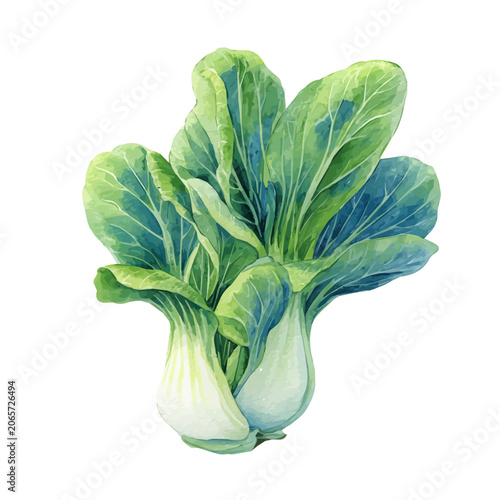 Cuadro en lienzo Detailed watercolor painting of Bok Choy, isolated on white background