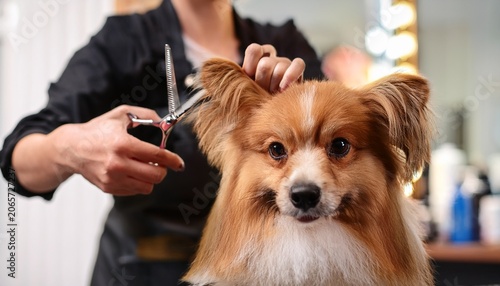 groomer with scissors made hairstyle dog gets hair cut at pet spa grooming salon closeup of dog the dog has a haircut groomer in background groomer concept
