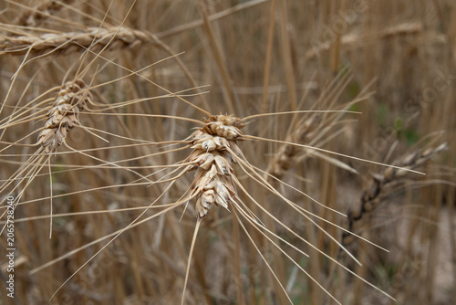 Wheat Field