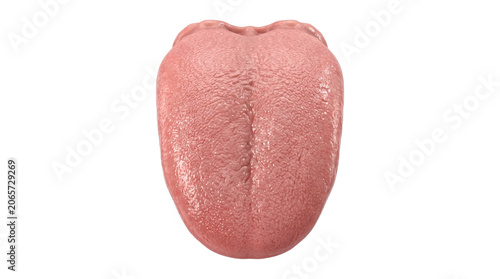 Cuadro en lienzo Human tongue showing detailed muscular and sensory papillae texture