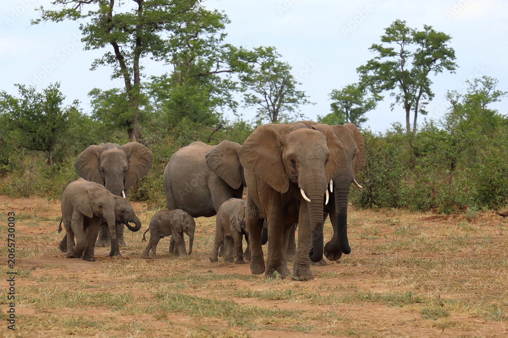 Fototapeta premium Afrikanischer Elefant / African elephant / Loxodonta africana