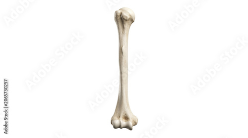 Human humerus arm bone showing detailed skeletal anatomical structure