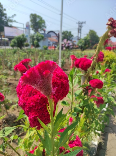 red flower