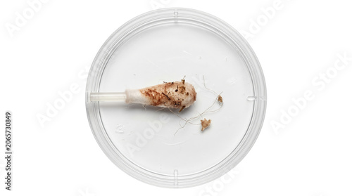 Принти на полотні Used dirty cotton swab with dark residue in petri dish