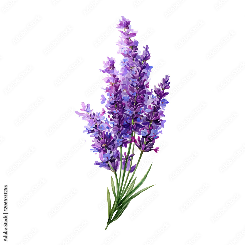 Fototapeta premium Lavender, watercolor design element isolated on white background