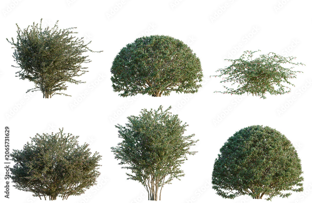 Fototapeta premium Set of Abelia grandiflora tree, elevation, front view, cutout, transparent background, isolate, Six Green Shrubs Isolated on Black Background - Ideal for Landscaping Design and Architectural Visuals