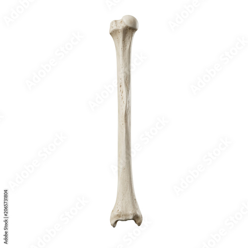 Human leg long bone showing detailed anatomical skeletal structure