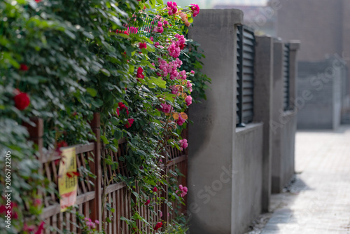 Spring blossoms frame courtyard gate with vibrant spring vibes