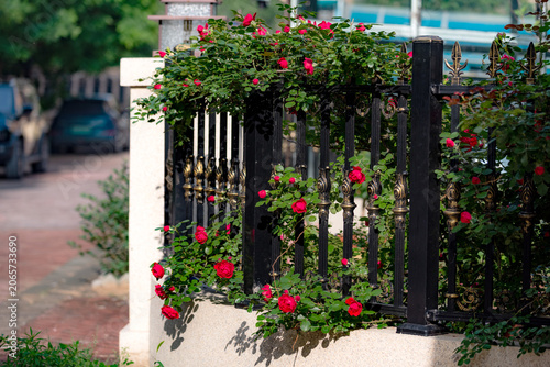 Spring blossoms frame courtyard gate with vibrant spring vibes