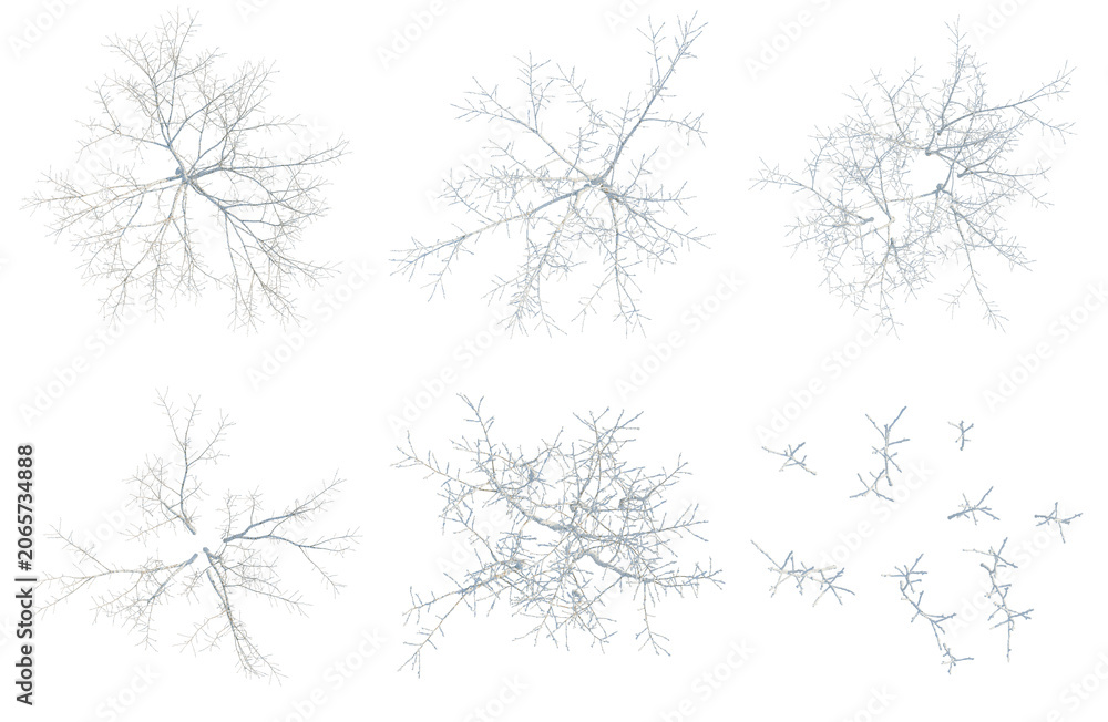 Fototapeta premium Set of Acer negundo tree plan, top view, cutout, transparent background, isolate, Stylized Fractal Tree Branch Diagrams - Ideal for Abstract Backgrounds & Creative Designs