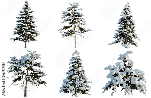 Fotografie Set of Cedrus deodara tree, elevation, front view, cutout, transparent backgroun