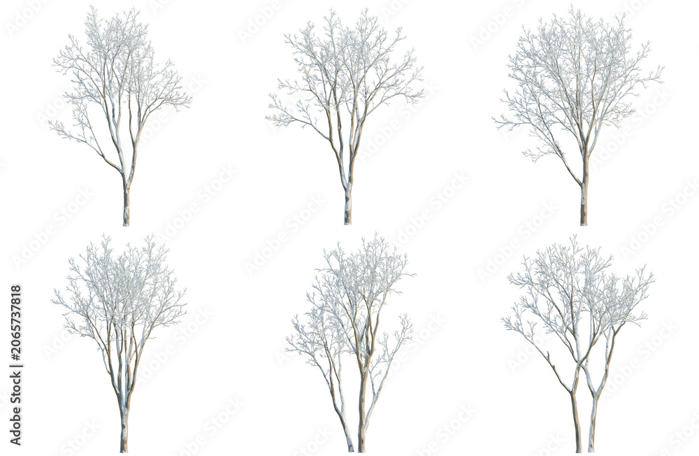 Obraz premium Set of Ulmus pumila tree, elevation, front view, cutout, transparent background, isolate, Collection of bare deciduous trees, winter landscape elements for graphic design projects.