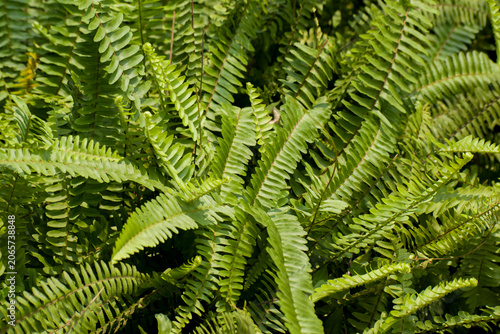 Nephrolepis exaltata Boston Fern Plant Displaying Graceful Green Fronds.
