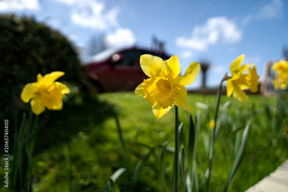 Fototapeta premium daffodils in spring